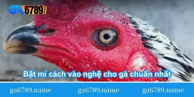 Bật mí cách vào nghệ cho gà chuẩn nhất