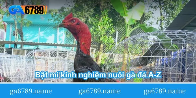 bat mi kinh nghiem nuoi ga da a z