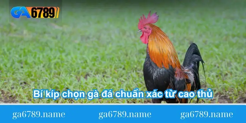 bi kip chon ga da chuan xac tu cao thu