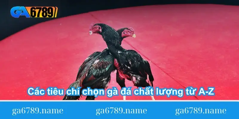 cac tieu chi chon ga da chat luong tu a z