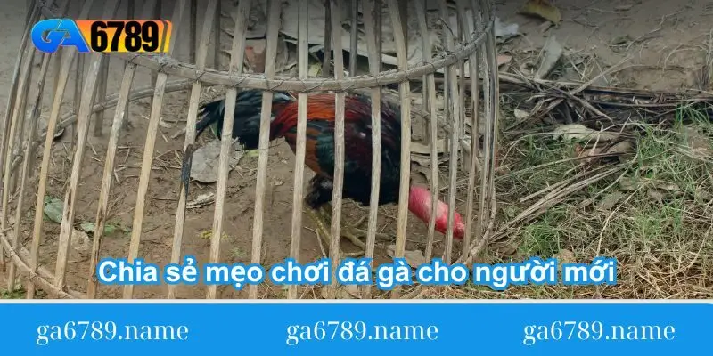 chia se meo choi da ga cho nguoi moi