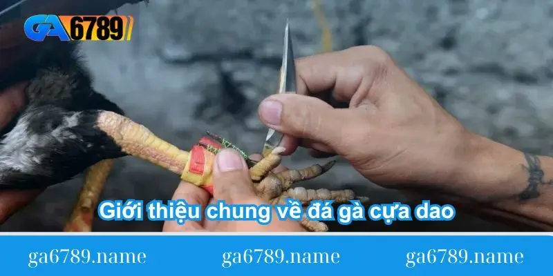 Giới thiệu chung về đá gà cựa dao