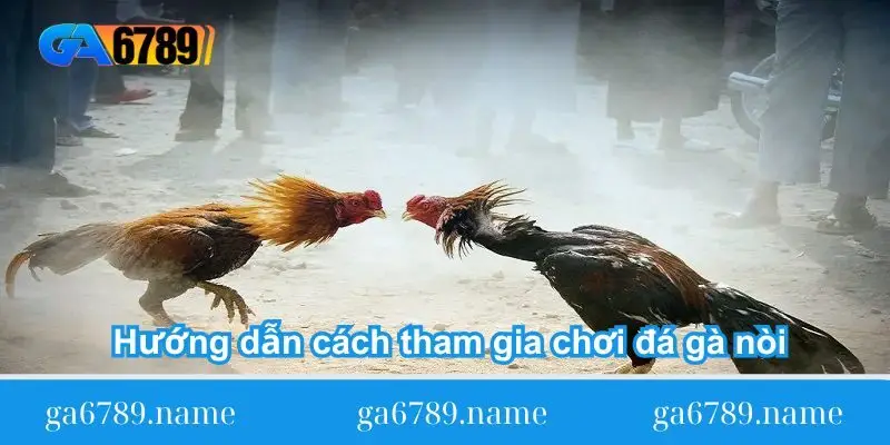 huong dan cach tham gia choi da ga noi Hướng dẫn cách tham gia chơi đá gà nòi