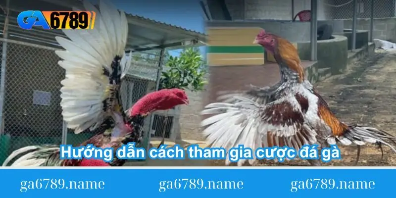 huong dan cach tham gia cuoc da ga