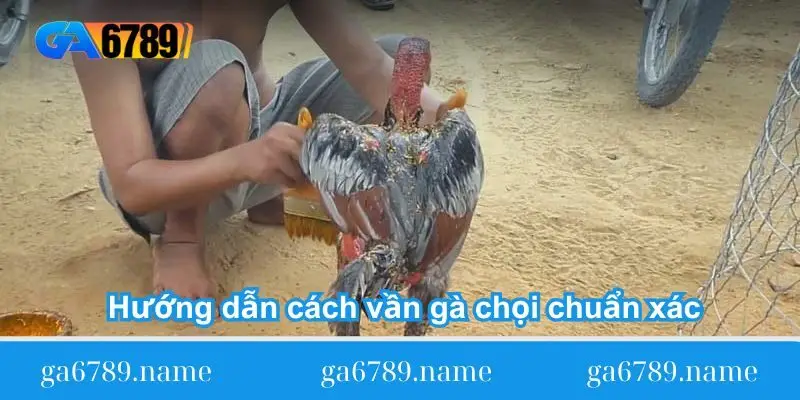 Hướng dẫn cách vần gà chọi chuẩn xác