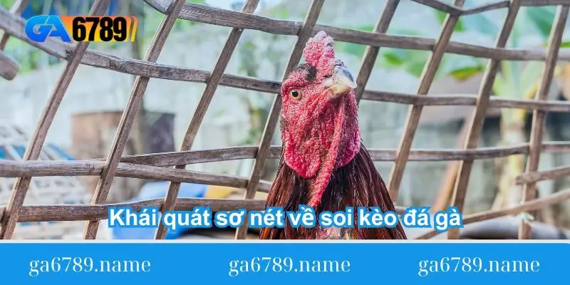 Khái quát sơ nét về soi kèo đá gà