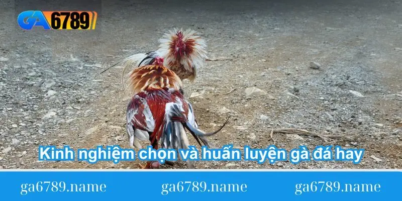 Kinh nghiệm chọn và huấn luyện gà đá hay
