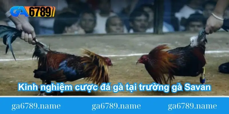 kinh nghiem cuoc da ga tai truong ga savan