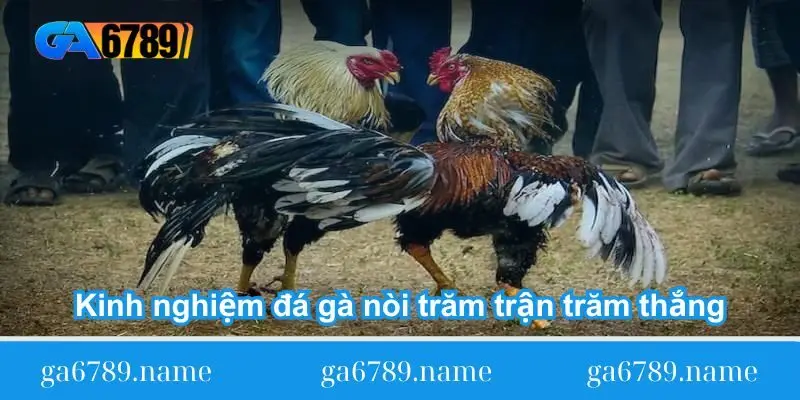 kinh nghiem da ga noi tram tran tram thang Kinh nghiệm đá gà nòi trăm trận trăm thắng