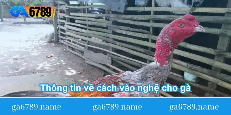 Thông tin về cách vào nghệ cho gà