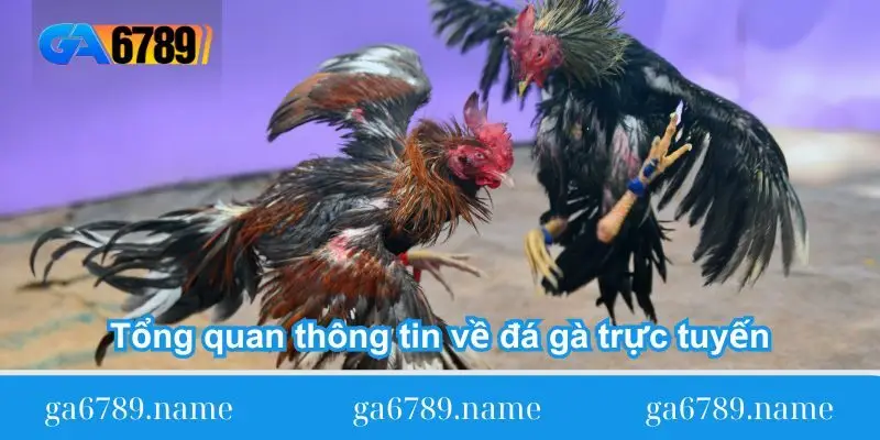 tong quan thong tin ve da ga truc tuyen