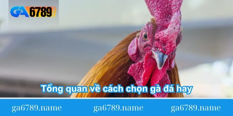 Tổng quan về cách chọn gà đá hay